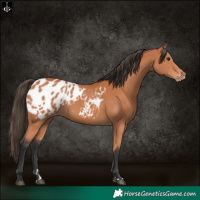 Horse Color:Bay Appaloosa 