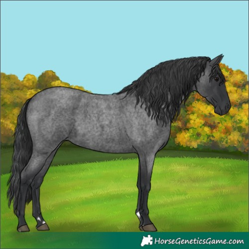 Horse Color:Blue Roan 