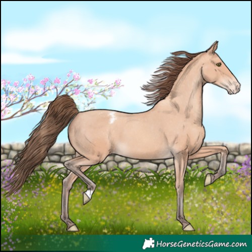 Horse Color:Amber Champagne Appaloosa
