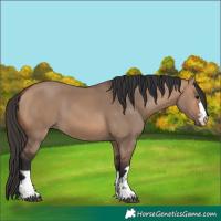 Horse Color:Bay Dun