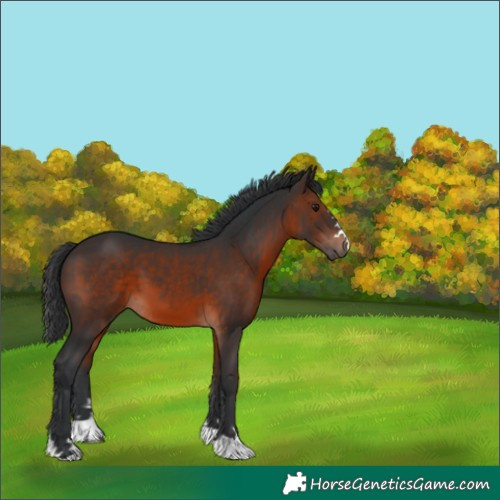 Horse Color:Brown 