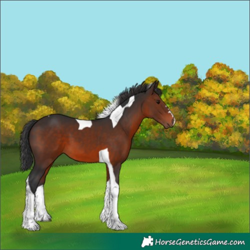 Horse Color:Brown Tobiano