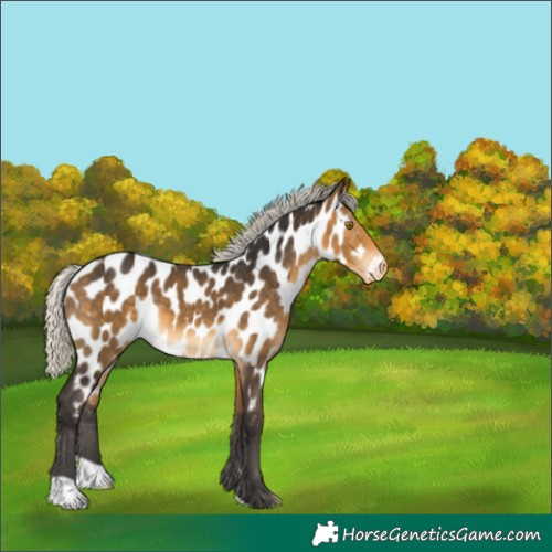 Horse Color:Silver Buckskin Appaloosa 