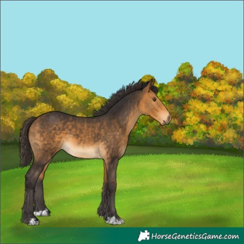 Horse Color:Buckskin 