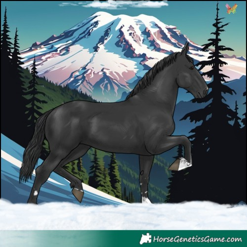 Horse Color:Black 