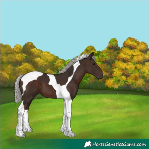 Horse Color:Silver Brown Tobiano 