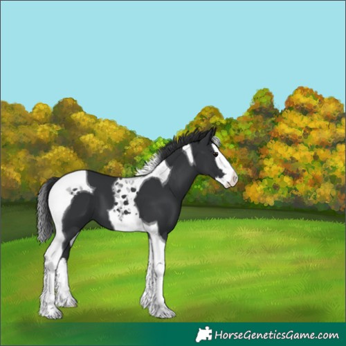 Horse Color:Black Splash Tobiano 