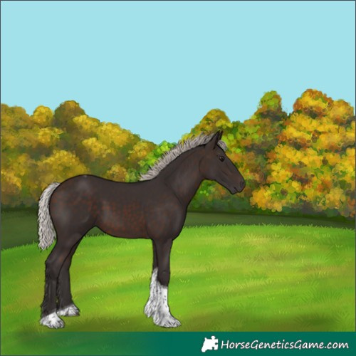 Horse Color:Silver Brown Tobiano 