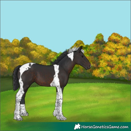 Horse Color:Brown Tobiano 