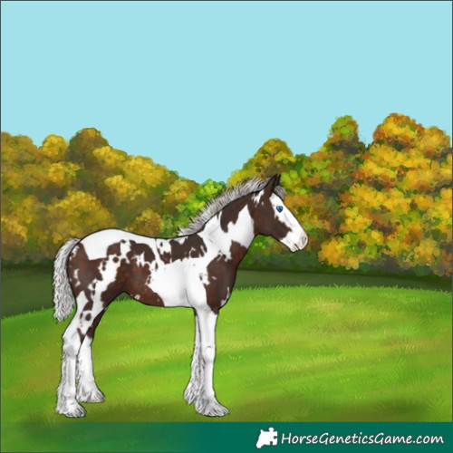 Horse Color:White Spotted Silver Brown Splash Tobiano 