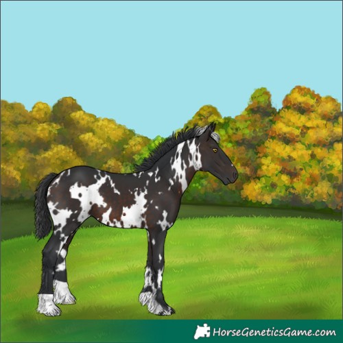 Horse Color:White Spotted Brown 