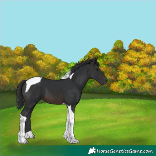 Horse Color:Brown Tobiano 