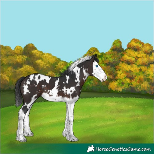 Horse Color:White Spotted Brown Splash 