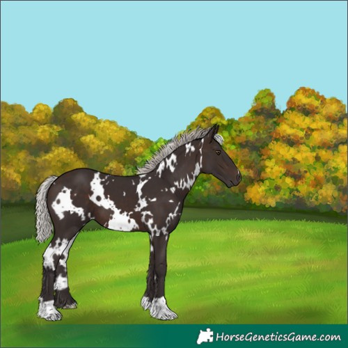 Horse Color:White Spotted Silver Brown 