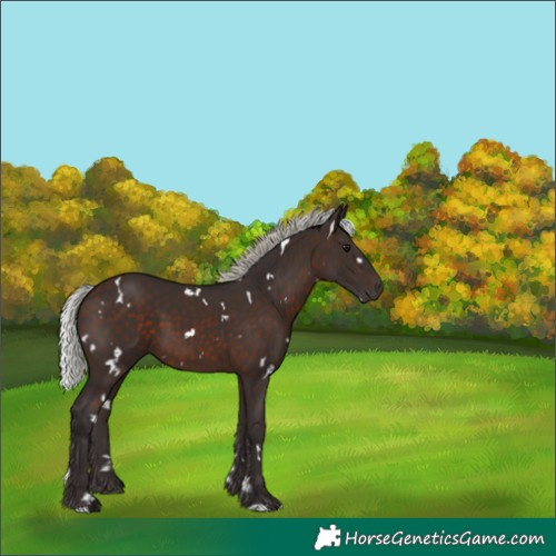 Horse Color:White Spotted Silver Brown 