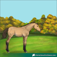 Horse Color:Buckskin Dun 