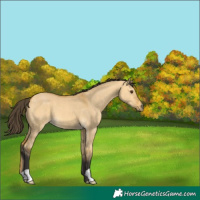 Horse Color:Buckskin Dun 