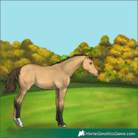 Horse Color:Buckskin Dun 