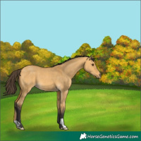 Horse Color:Buckskin Dun 