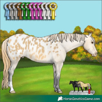 Horse Color:Buckskin Dun Appaloosa