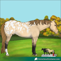 Horse Color:Buckskin Dun Appaloosa