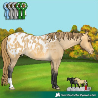Horse Color:Buckskin Dun Appaloosa