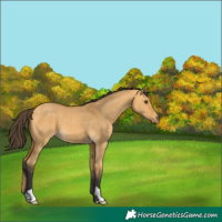 Horse Color:Buckskin Dun 