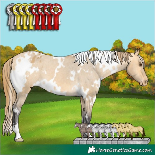 Horse Color:White Spotted Buckskin Dun Appaloosa 