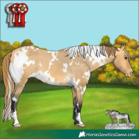 Horse Color:White Spotted Buckskin Dun Appaloosa 