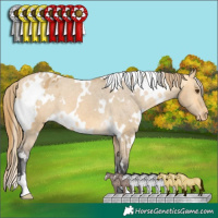 Horse Color:White Spotted Buckskin Dun Appaloosa 