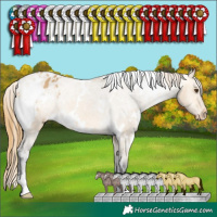 Horse Color:White Spotted Buckskin Dun Appaloosa 