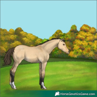 Horse Color:Buckskin Dun 