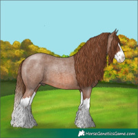 Horse Color:Red Roan Splash 