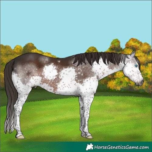 Horse Color:Gray Liver Chestnut Sabino Splash 