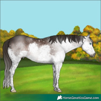Horse Color:Gray Liver Chestnut Sabino Splash