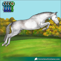 Horse Color:Gray Liver Chestnut Sabino Splash