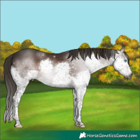 Horse Color:Gray Liver Chestnut Sabino Splash