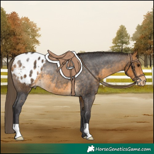 Horse Color:Buckskin Varnish Rabicano 