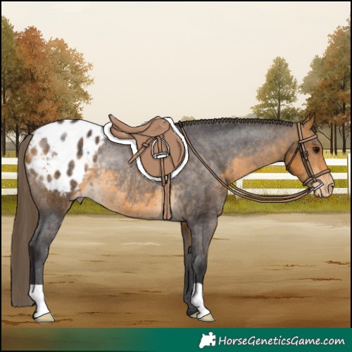 Horse Color:Buckskin Appaloosa Rabicano 