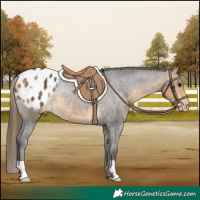 Horse Color:Buckskin Appaloosa Rabicano 