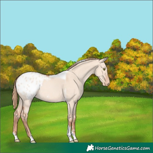 Horse Color:Gold Champagne Dun Tobiano Appaloosa 