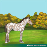 Horse Color:Classic Champagne Dun Near Leopard 