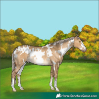 Horse Color:White Spotted Chocolate Palomino Dun Rabicano