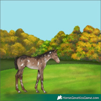Horse Color:White Spotted Liver Red Dun Appaloosa Rabicano