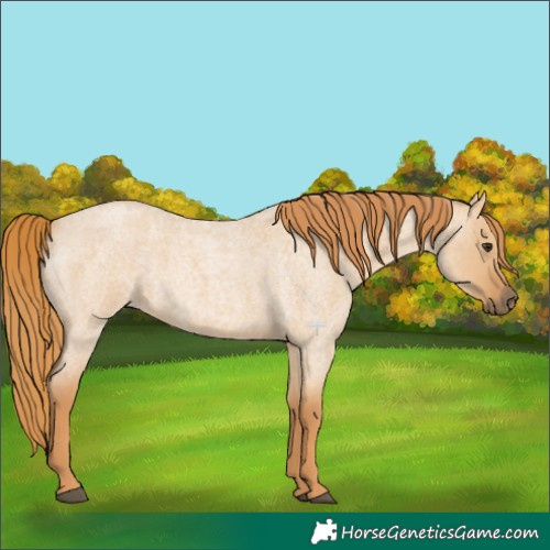 Horse Color:Red Dun Roan 
