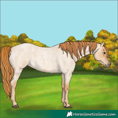 Horse Color:Red Dun Roan 