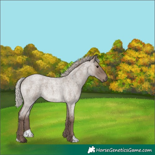 Horse Color:Silver Grullo Roan 