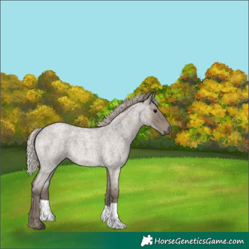 Horse Color:Silver Grullo Roan 