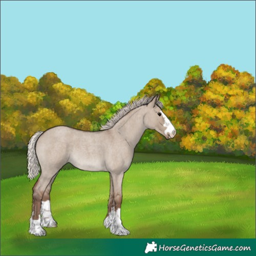Horse Color:Silver Grullo Roan 