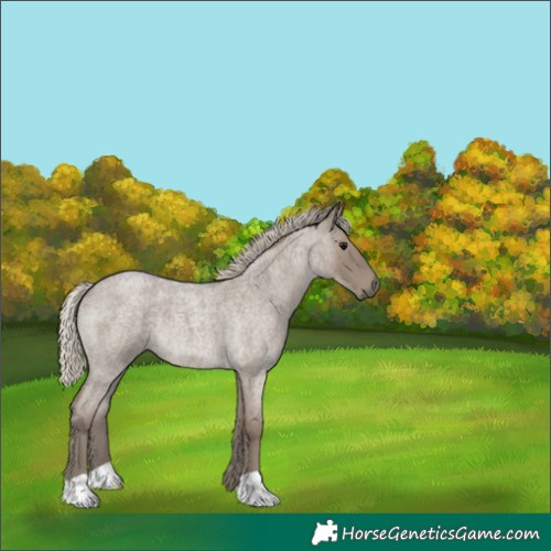 Horse Color:Silver Smoky Grullo Roan 